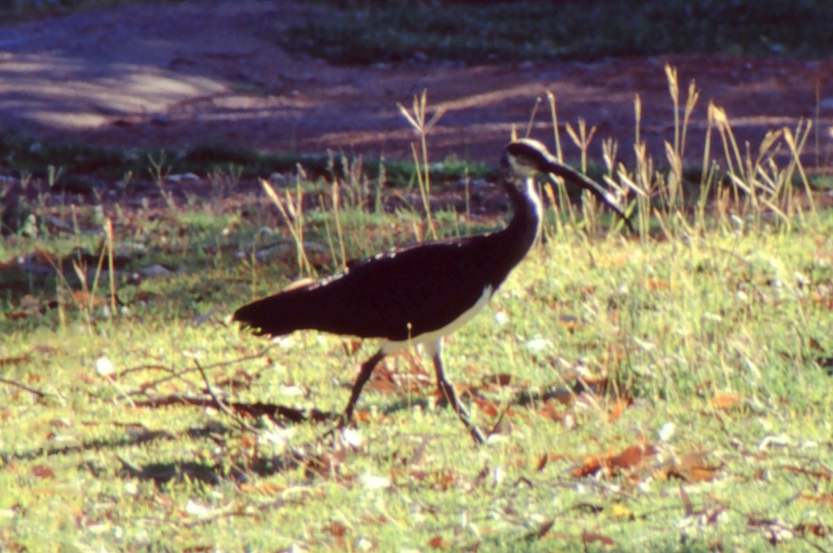 ibis slámokrký - ML257103141