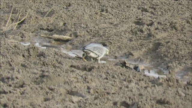 Little Heron - ML257104051