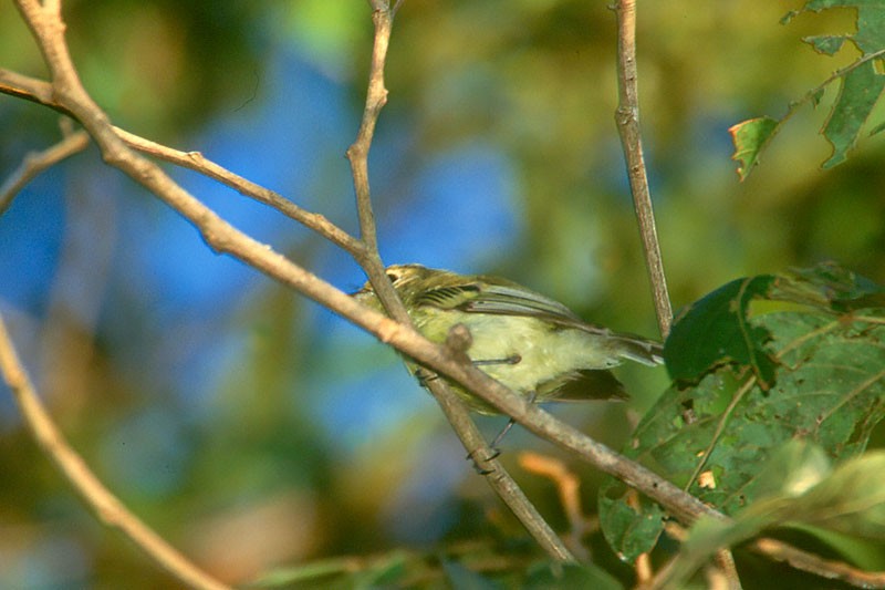 Tyranneau de Minas Gerais - ML257104381