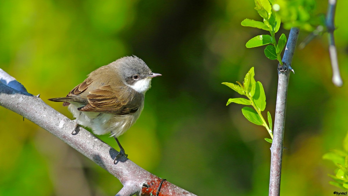 Lesser Whitethroat (Lesser) - ML257106221