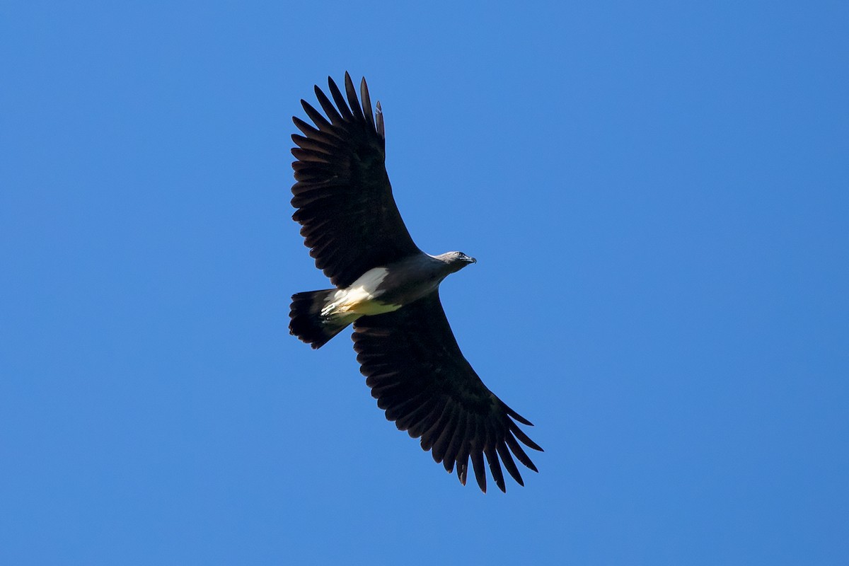 Lesser Fish-Eagle - ML257106311