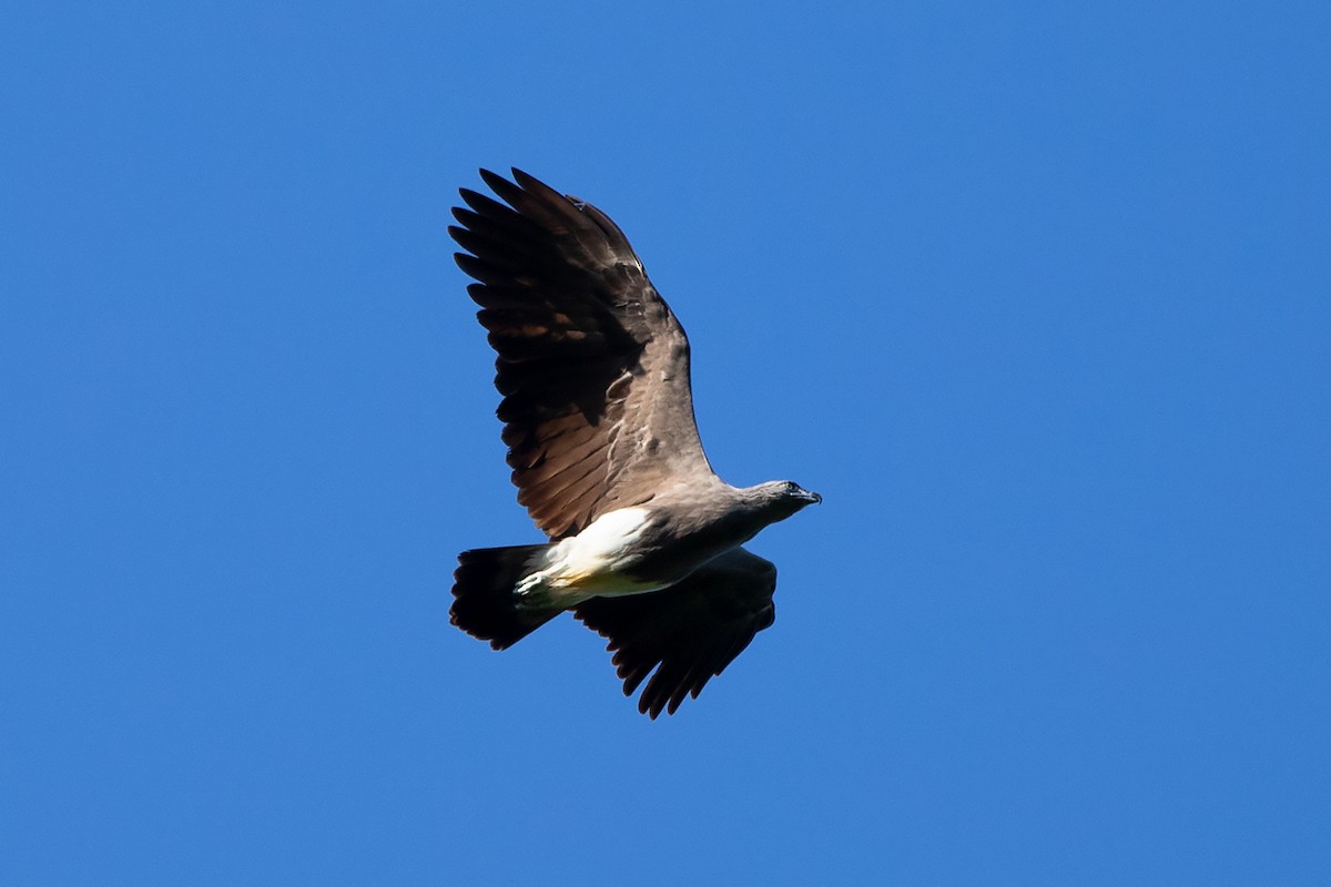 Lesser Fish-Eagle - ML257106331