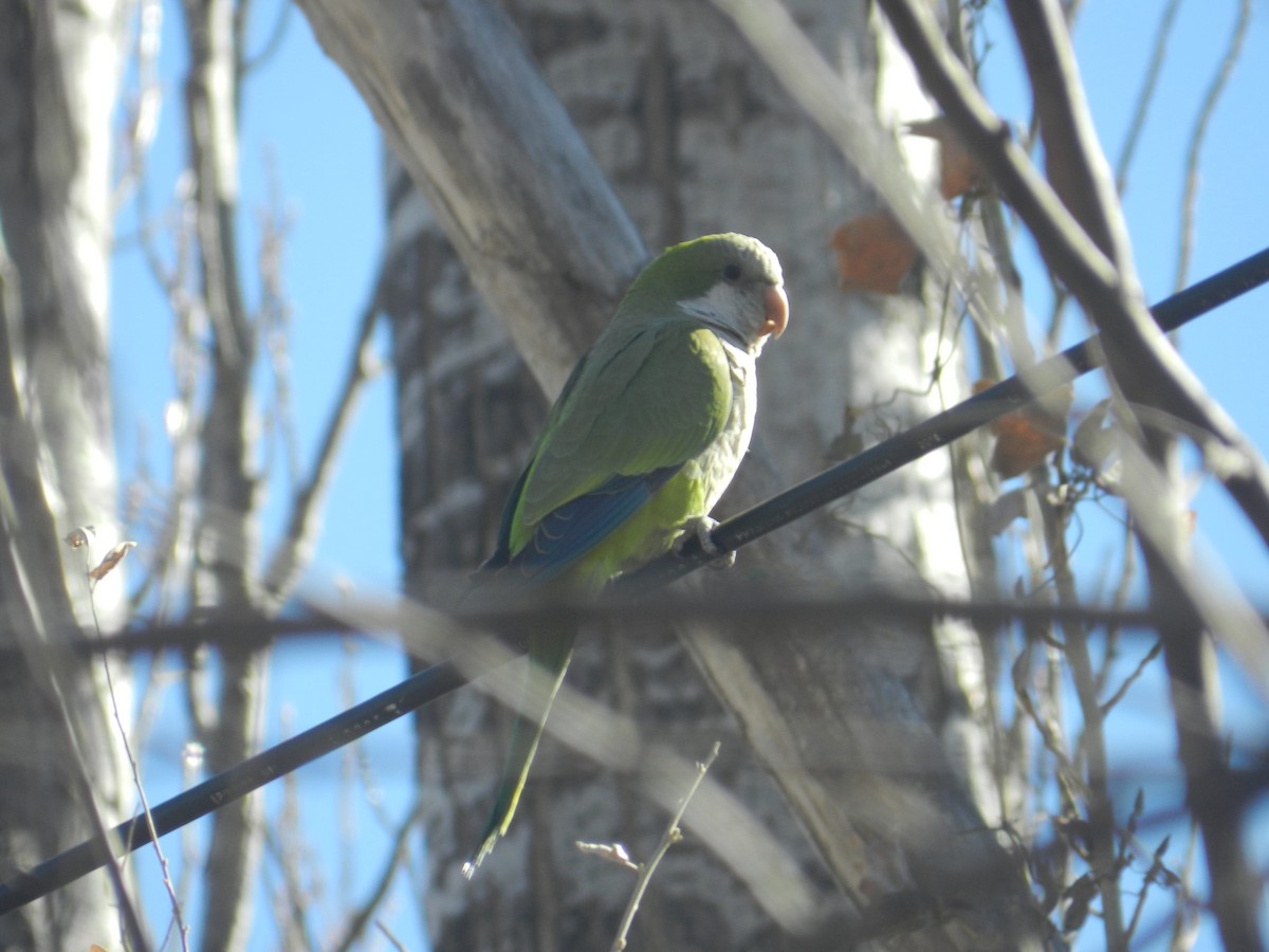 Monk Parakeet - Matias Gonzalez