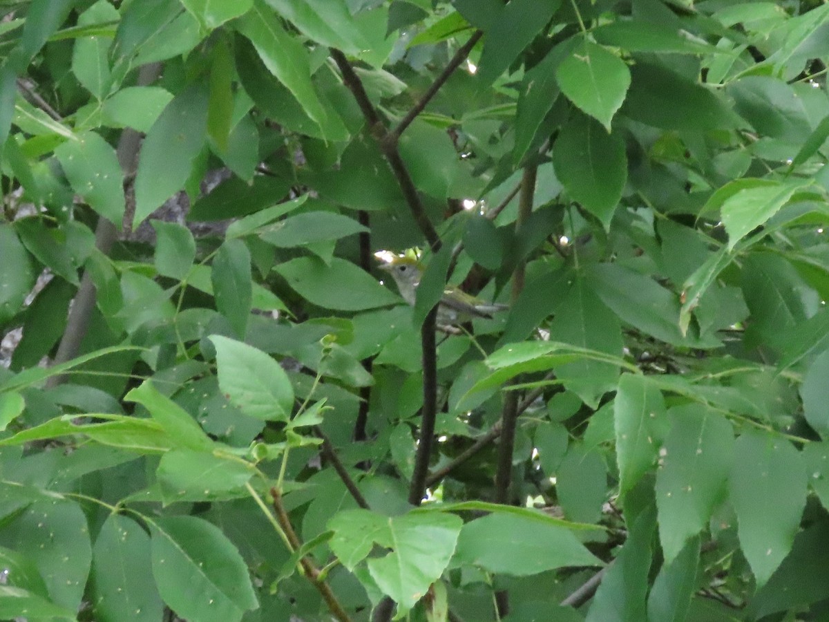 Chestnut-sided Warbler - ML257106731