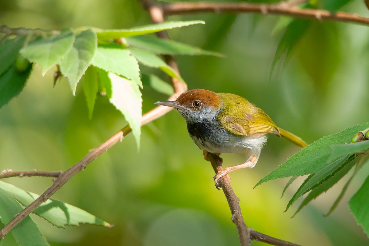 Dunkelkehl-Schneidervogel - ML257106911