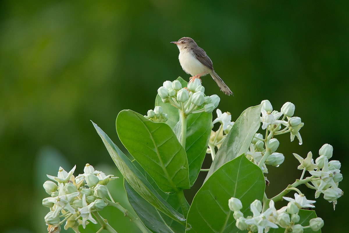 Prinia Sencilla - ML257107171