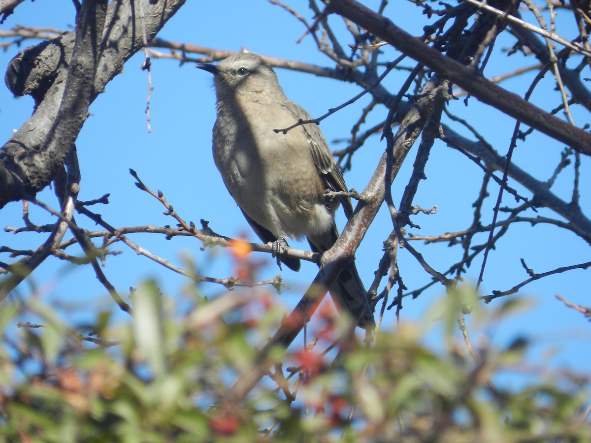 Patagonian Mockingbird - Matias Gonzalez