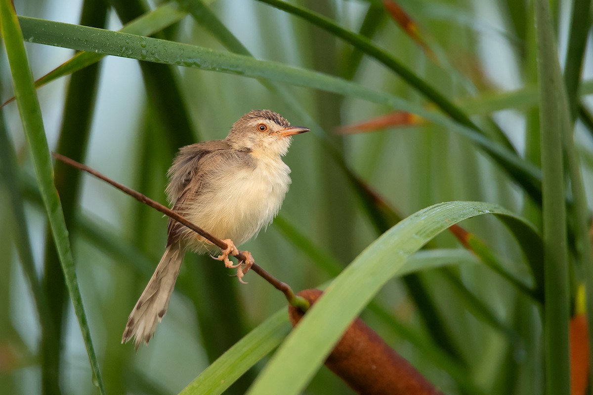 Plain Prinia - ML257107241