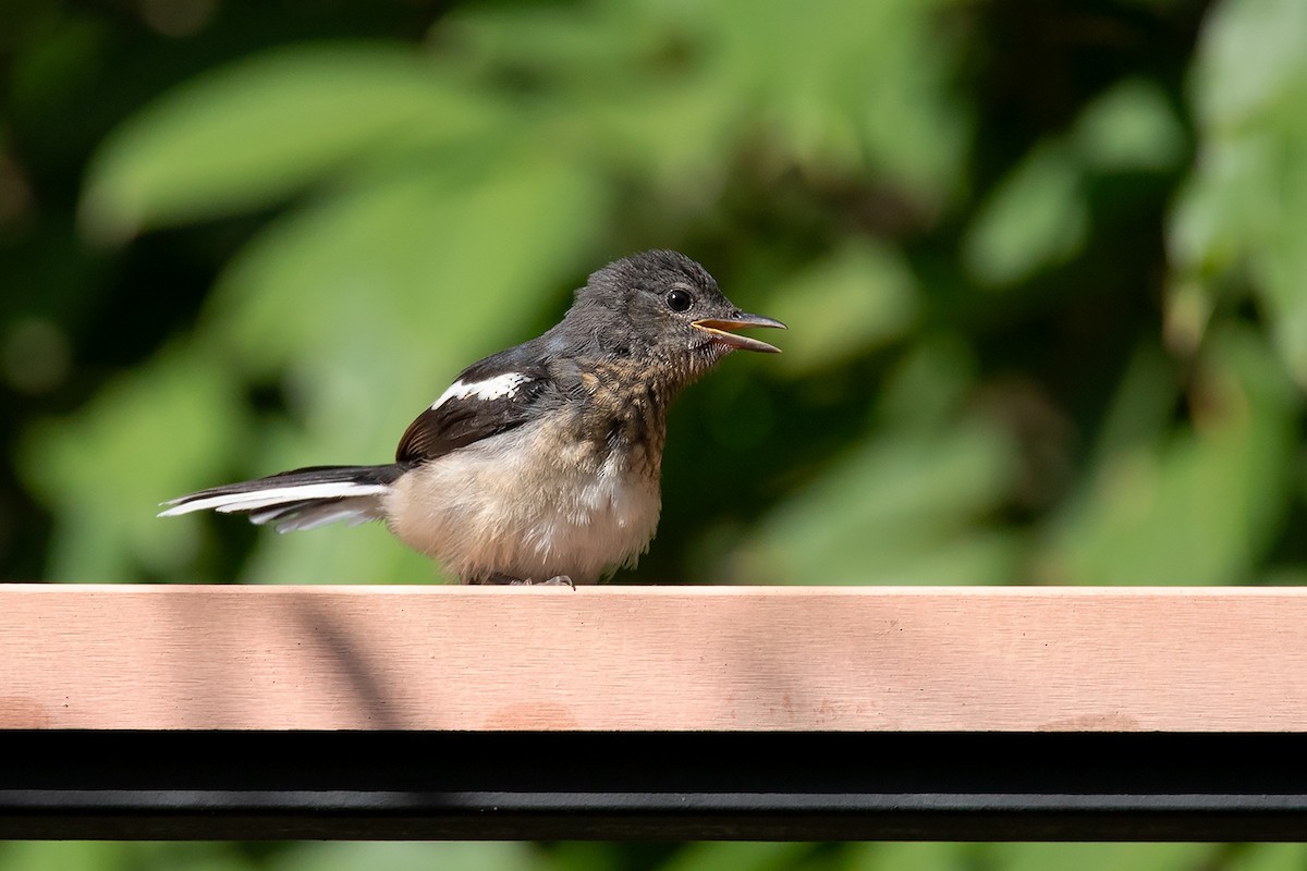 Oriental Magpie-Robin (Oriental) - ML257107331