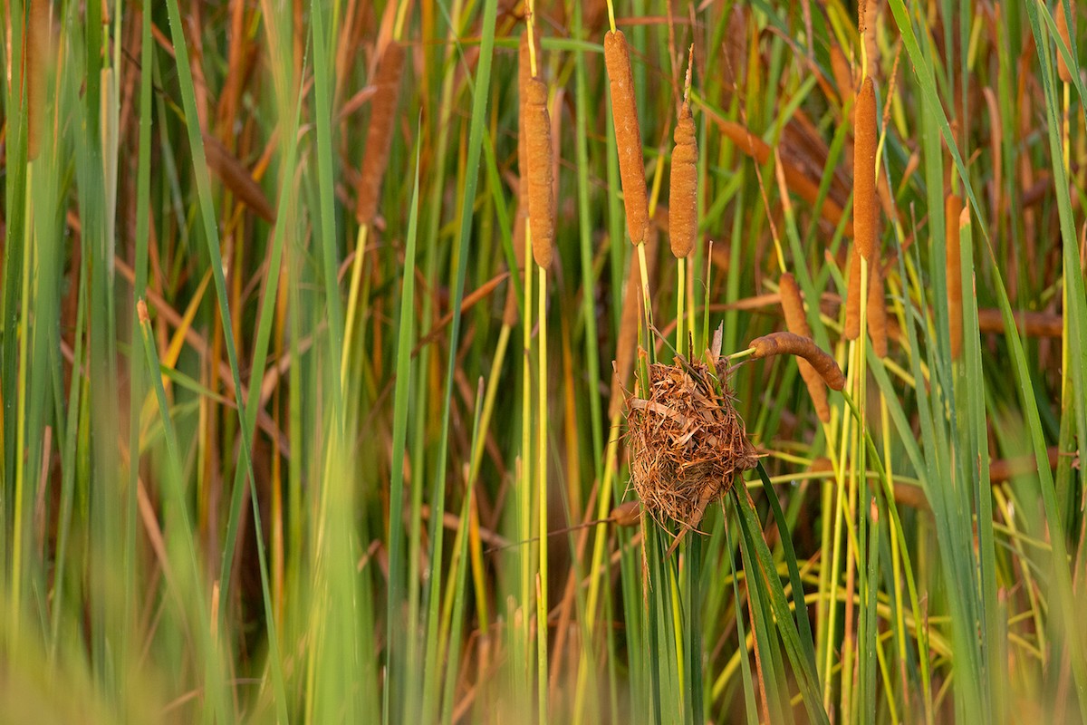 Asian Golden Weaver - Ayuwat Jearwattanakanok