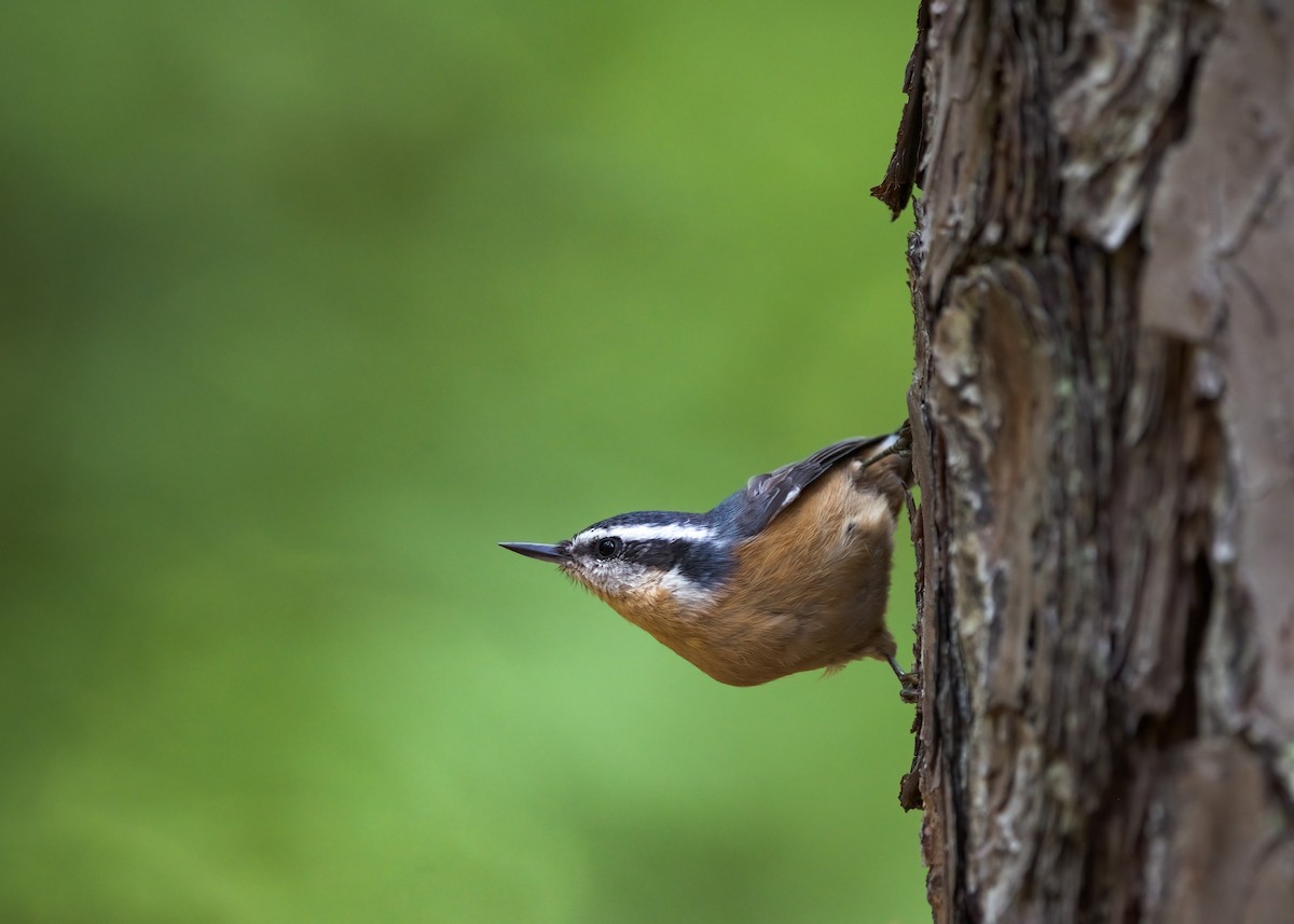 Red-breasted Nuthatch - ML257108261