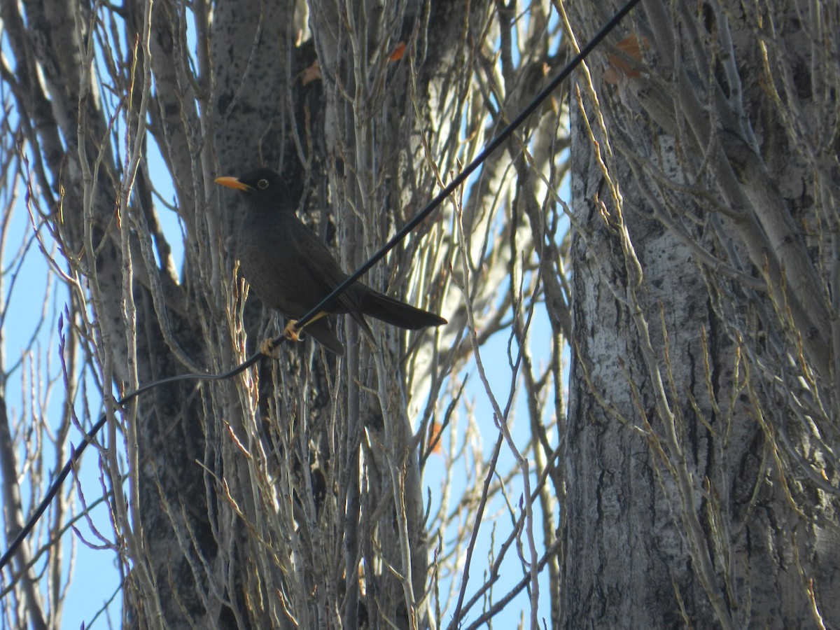 Chiguanco Thrush - ML257108471