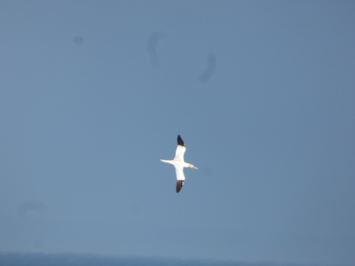 Northern Gannet - Marieta Manolova