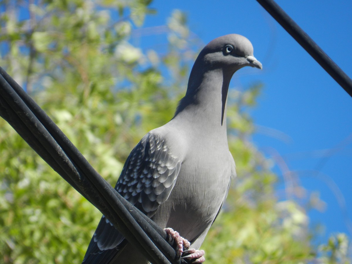 Spot-winged Pigeon - Matias Gonzalez