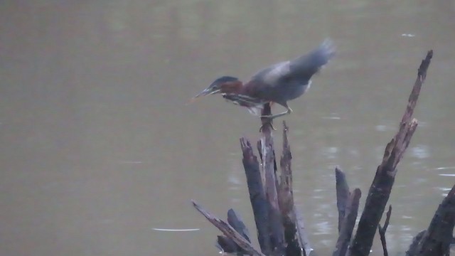 Green Heron - ML257109601