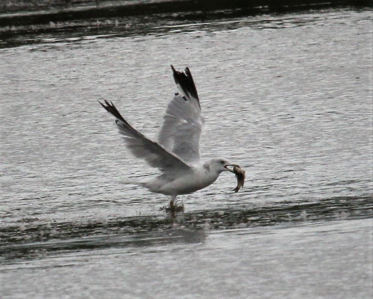 Gaviota Californiana - ML257109621