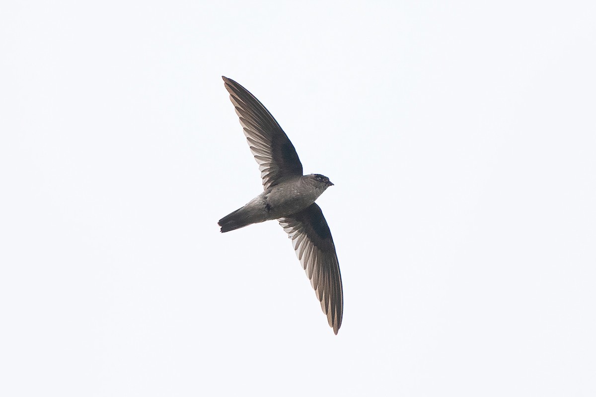 Himalayan Swiftlet (Indochinese) - Ayuwat Jearwattanakanok