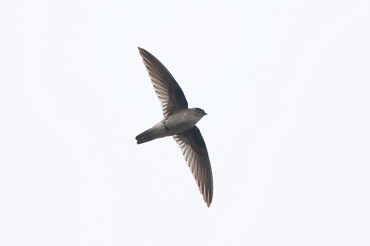 Himalayan Swiftlet (Indochinese) - ML257110071