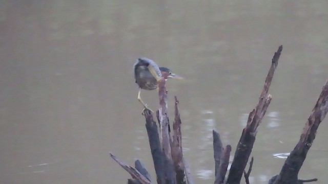 Green Heron - ML257110251