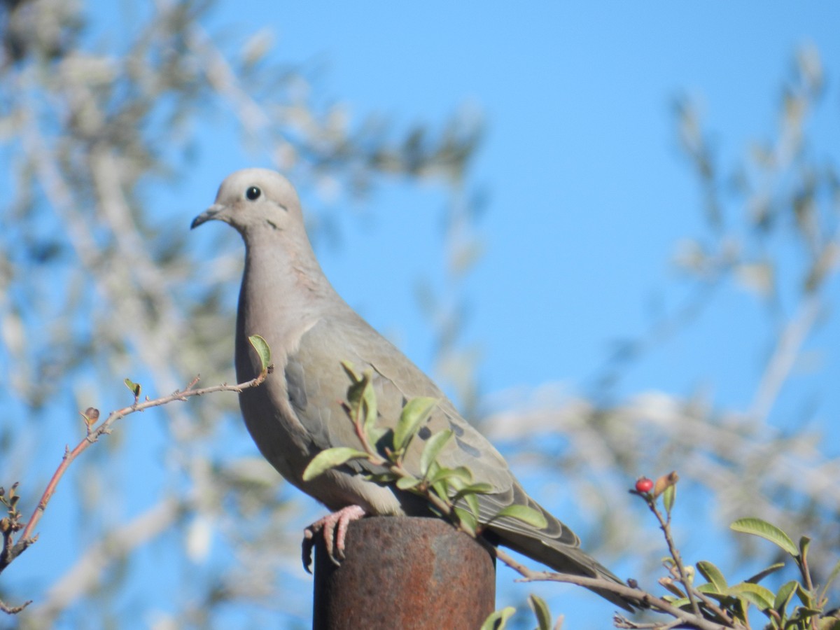 Eared Dove - ML257110361