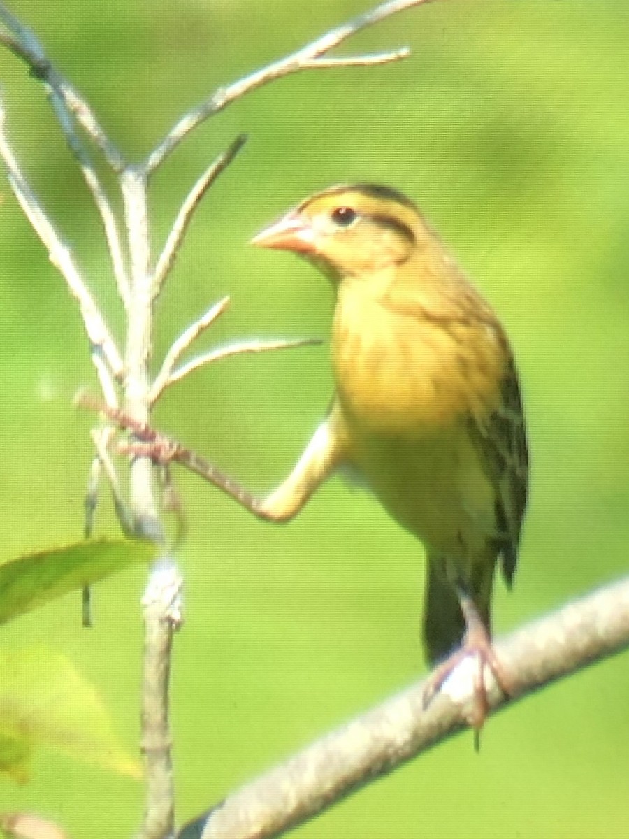 bobolink americký - ML257110491