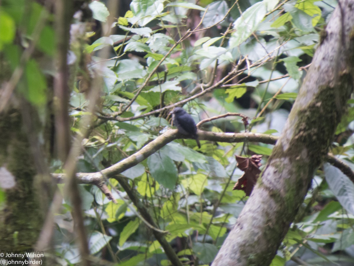 Dusky-blue Flycatcher - ML257111751