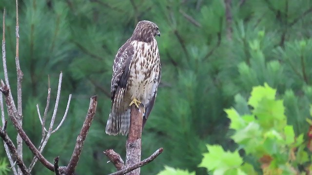 Red-shouldered Hawk - ML257112121