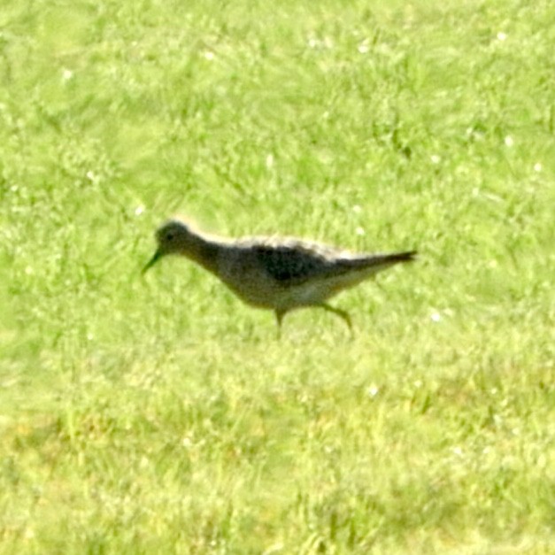 Buff-breasted Sandpiper - ML257112431