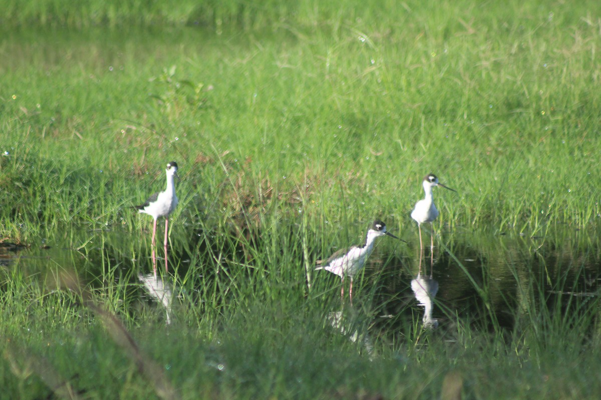 Black-necked Stilt - ML257113531