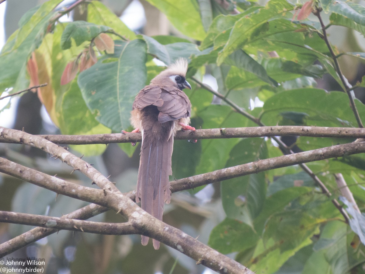 Speckled Mousebird - ML257114001