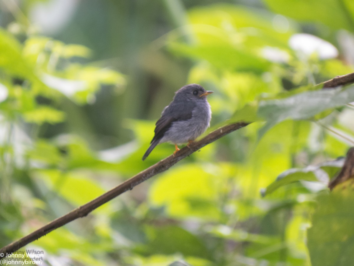 Yellow-footed Flycatcher - ML257114291