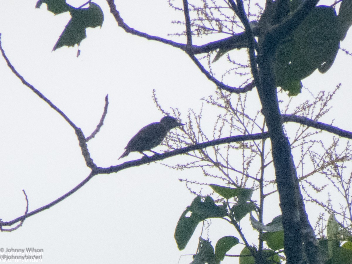 Gabon Woodpecker - Johnny Wilson