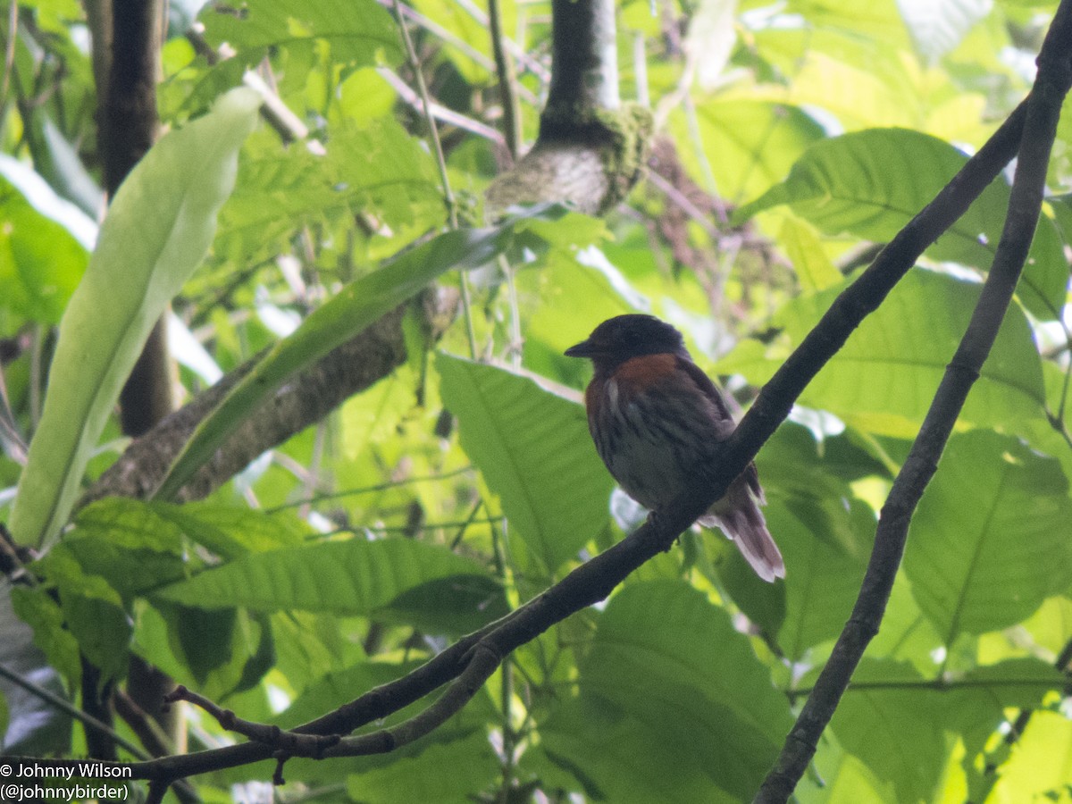 Rufous-sided Broadbill - ML257114501