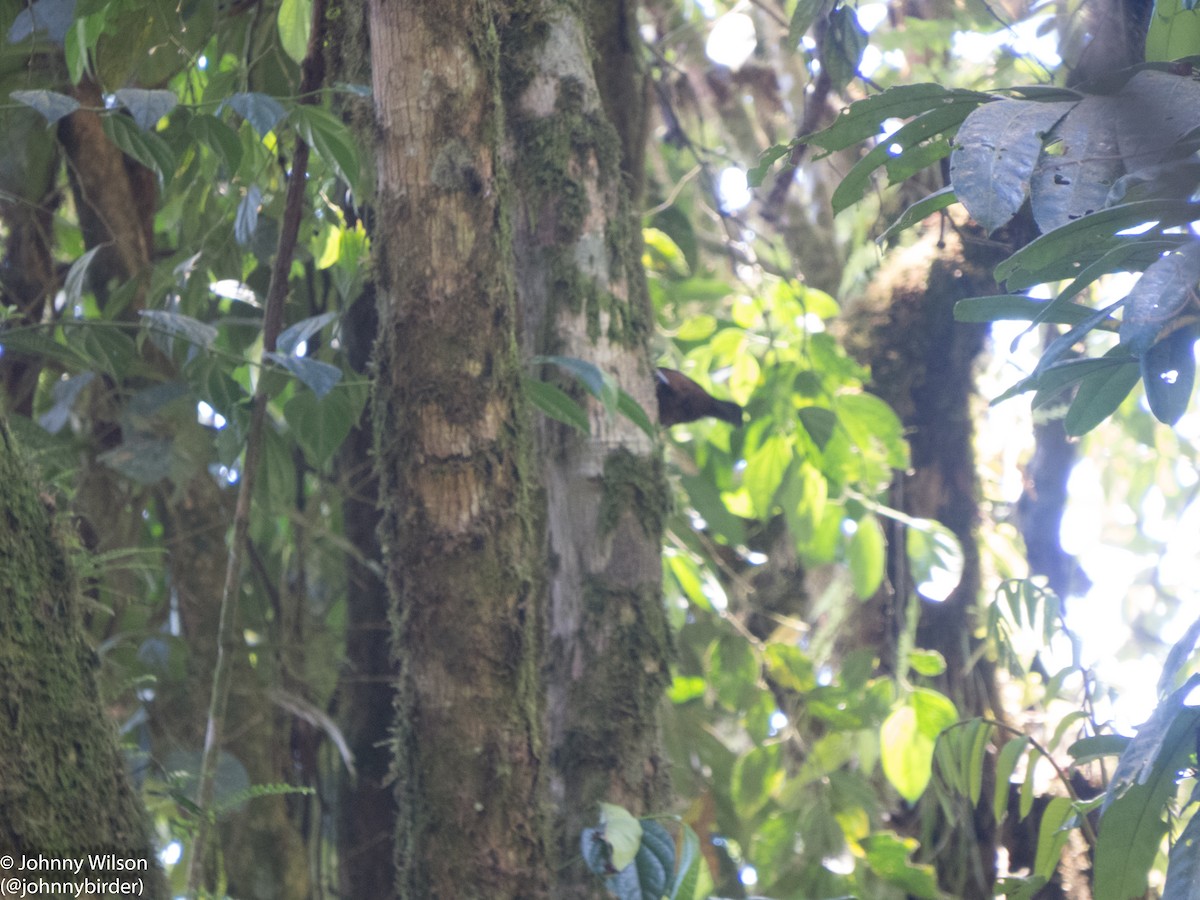 White-throated Mountain-Babbler - ML257114671