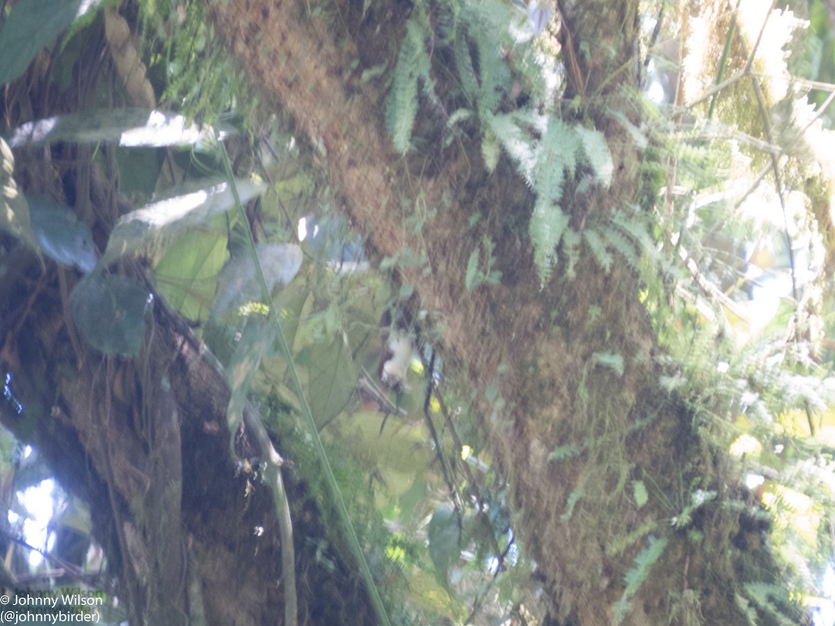 Phyllanthe à gorge blanche - ML257114681