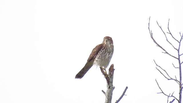 Cooper's Hawk - ML257114811