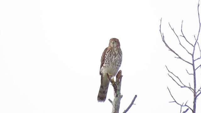 Cooper's Hawk - ML257114891