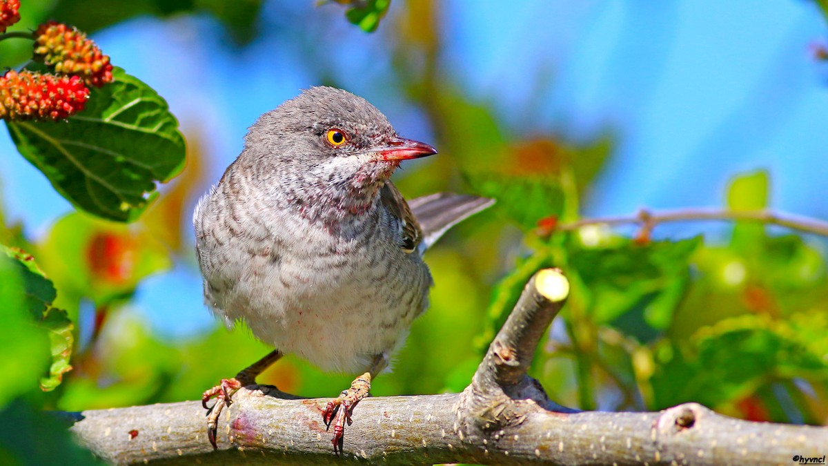 Barred Warbler - ML257115001