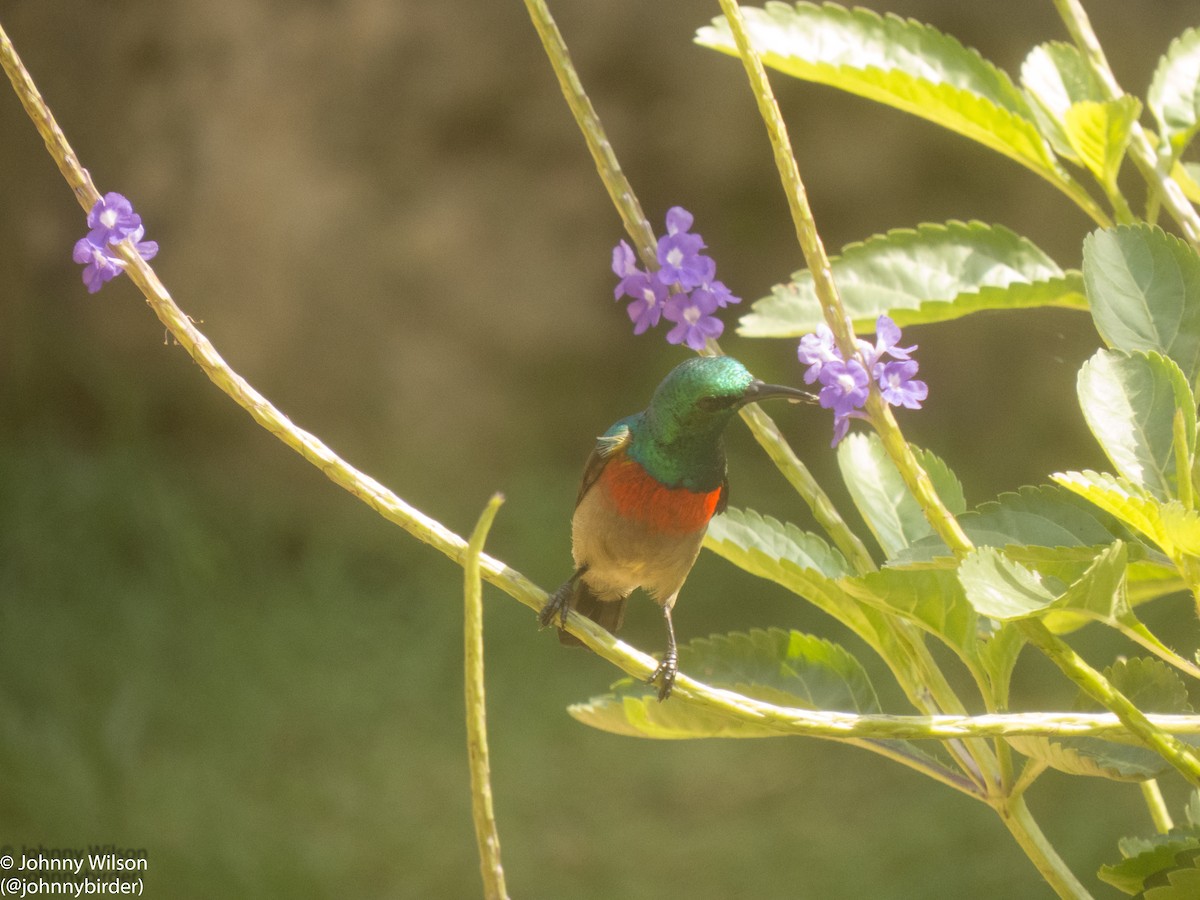 Olive-bellied Sunbird - ML257115161