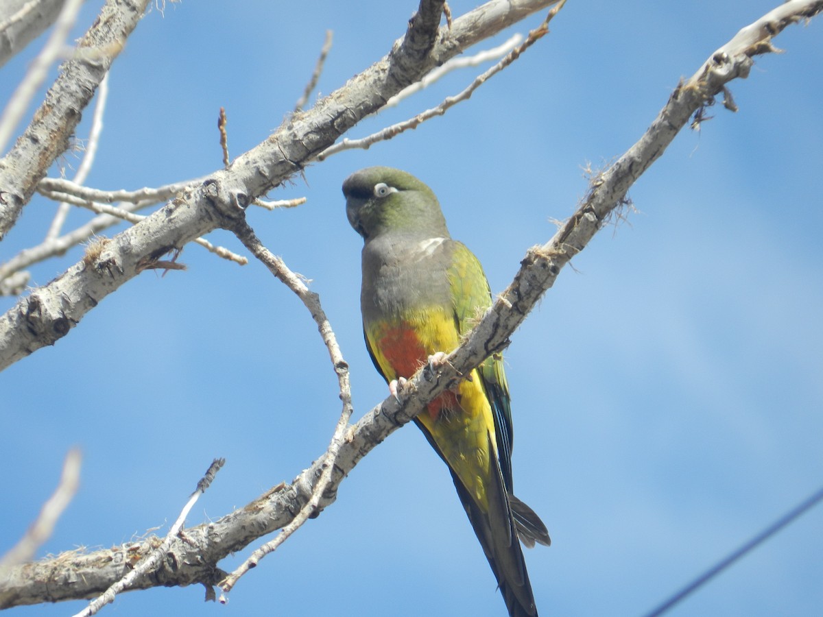 Patagonya Papağanı - ML257116411