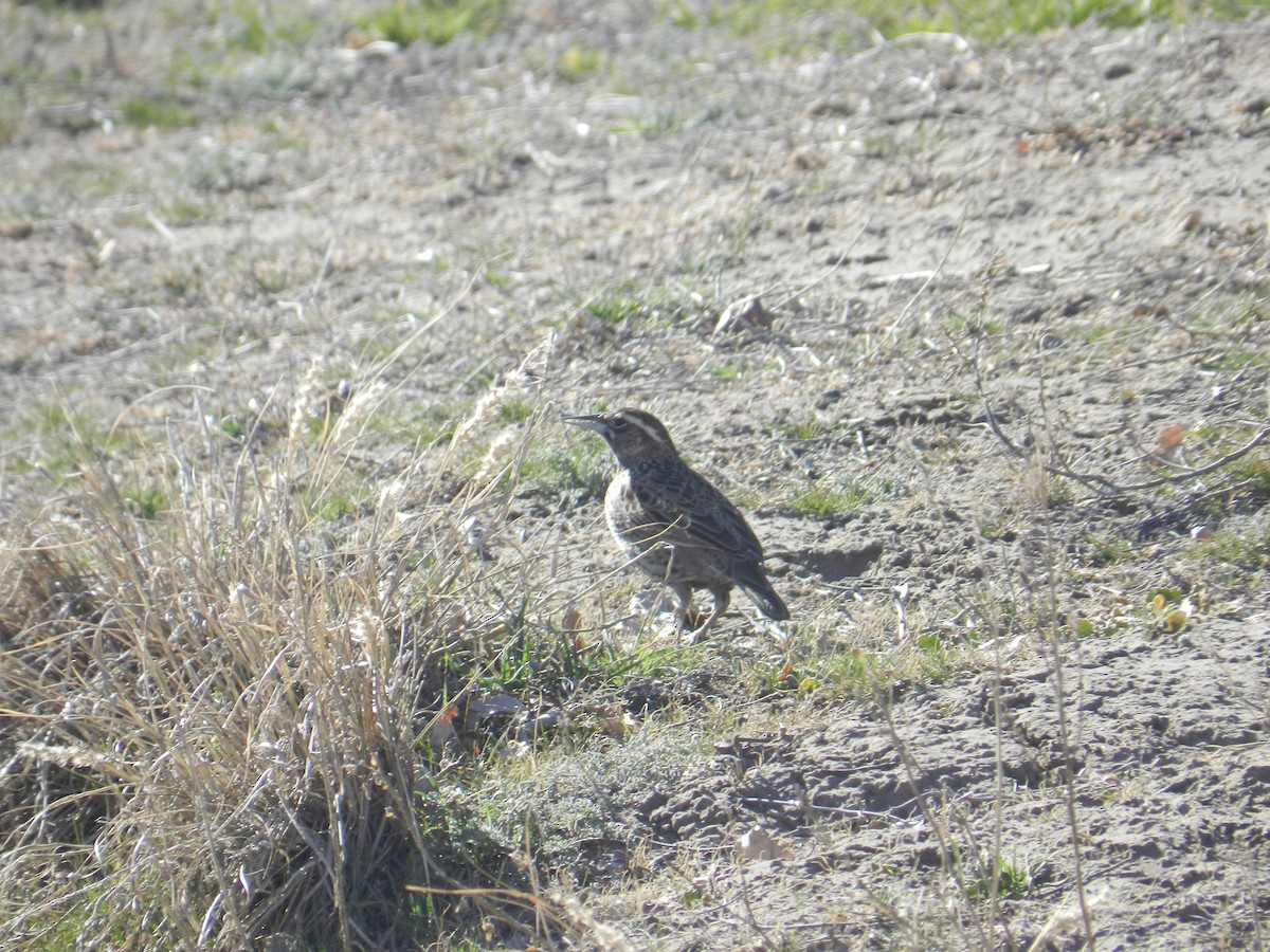 Long-tailed Meadowlark - Matias Gonzalez