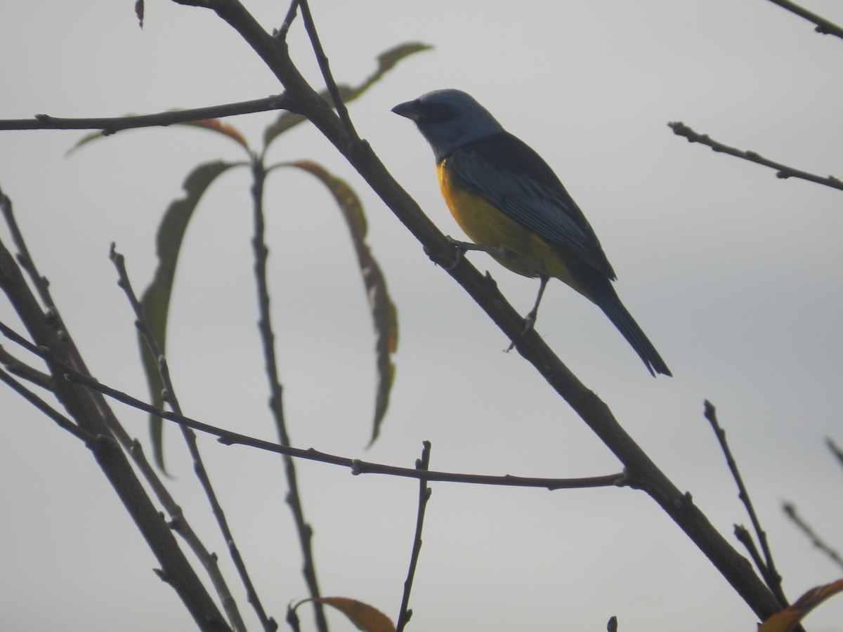 Blue-and-yellow Tanager - Matias Gonzalez