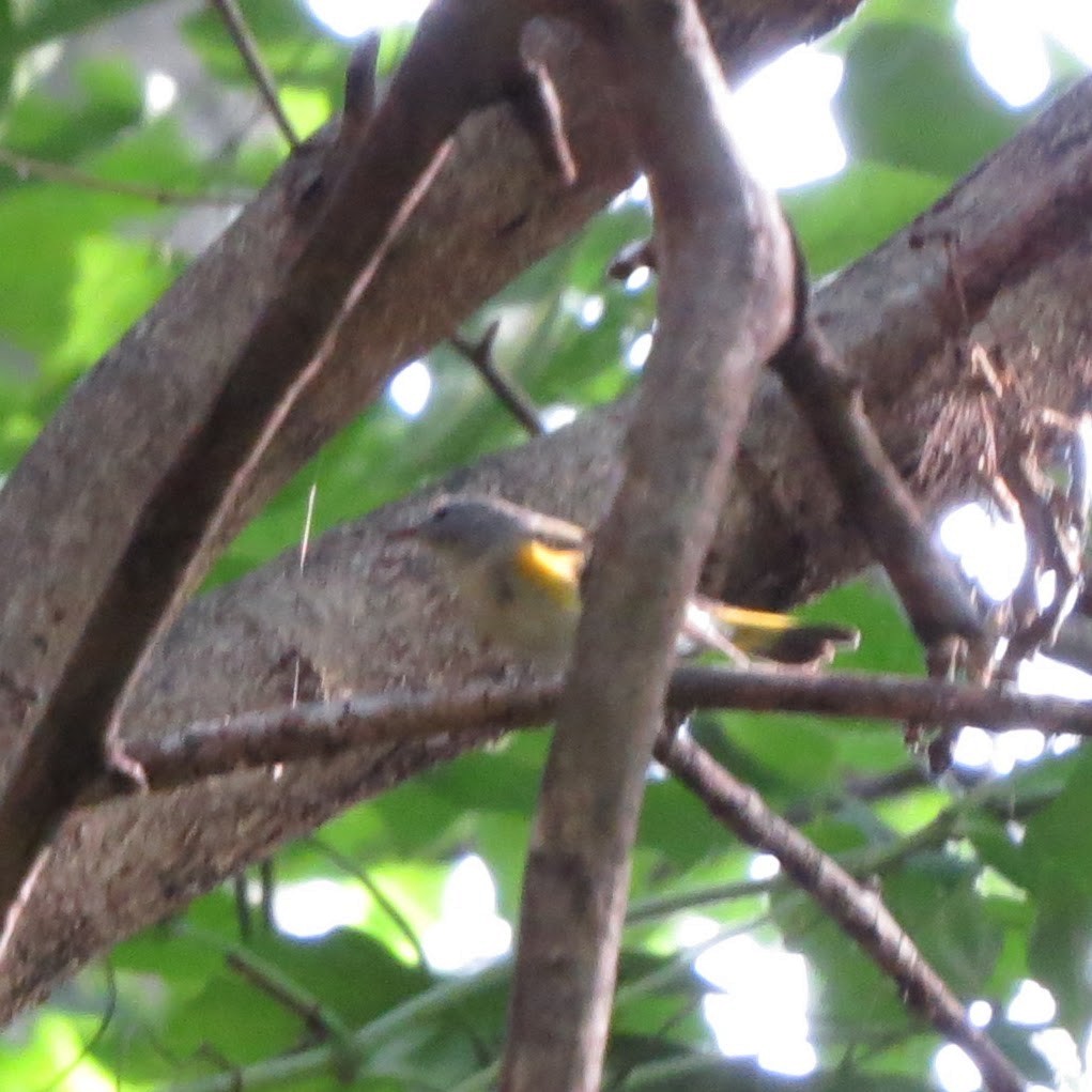 American Redstart - ML257117281