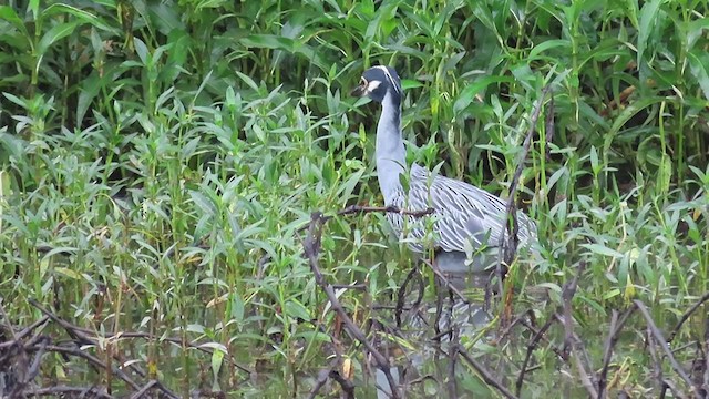 Yellow-crowned Night Heron - ML257118301