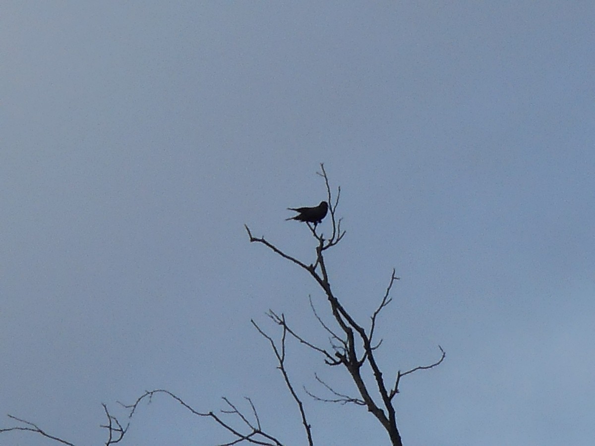 Common Raven - ML25712011