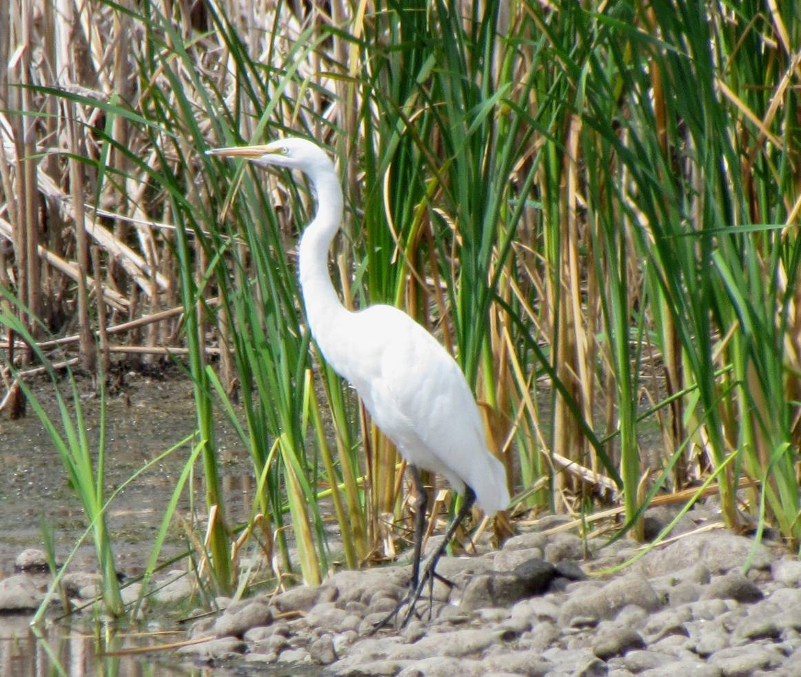 Great Egret - Deborah Essman