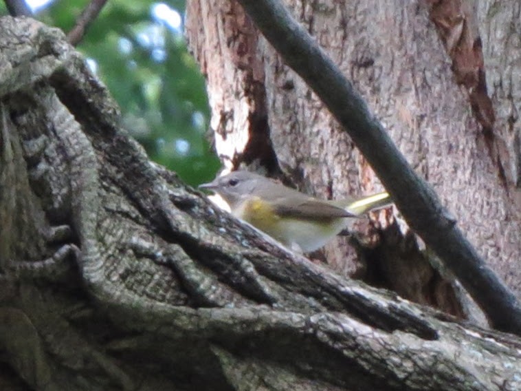 American Redstart - ML257120381