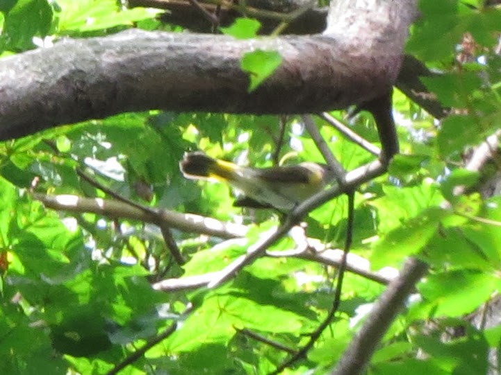 American Redstart - ML257120771