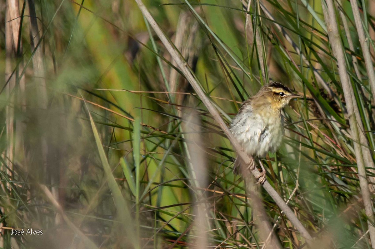 Aquatic Warbler - ML257120931