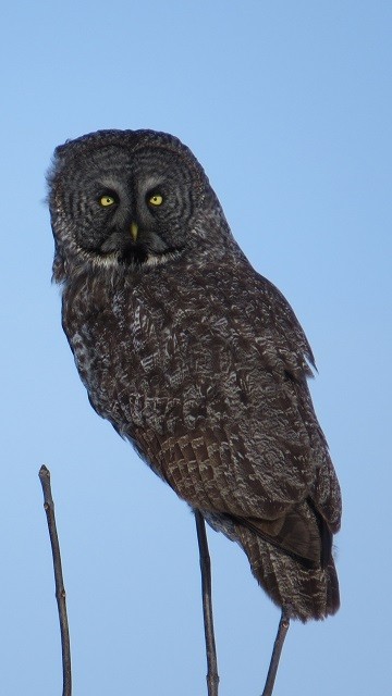 Great Gray Owl - ML257122071